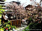 洛中洛外京桜図　一見さんの桜に通の桜　編　その二 : 紫式部供養塔と紫式部像