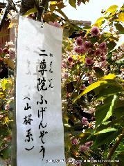梅と松の北野さんと御霊信仰 : 二尊院普賢象