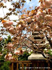 洛中洛外京桜図　一見さんの桜に通の桜編　その一