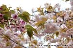 八重桜の園　千本ゑんま堂