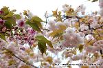 八重桜の園　千本ゑんま堂 : 左奥/二尊院普賢象桜　