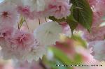 八重桜の園　千本ゑんま堂
