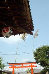 春祭最後の嵯峨祭 : 「愛宕神社野々宮神社両御旅所」は嵯峨釈迦堂の門前にある。