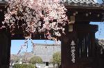織田信長忌 : 入洛時の信長の常宿としていた寺院
