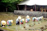 お田植祭・伏見稲荷大社