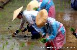 お田植祭・伏見稲荷大社 : この姿勢での田植えは体力がさぞいるのだろう