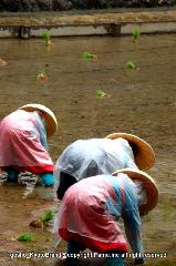お田植祭・伏見稲荷大社 : 神官の合図で田植えが始まった