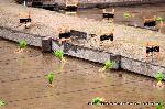 お田植祭・伏見稲荷大社 : 秋には茶碗2000杯分の米が収穫される