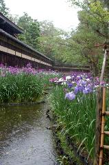 野花菖蒲で田植えを知る : 南禅寺野村別邸　碧雲荘裏門前庭
