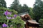 青梅の思い出 : 梅宮大社本殿