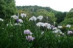 野花菖蒲で田植えを知る : 借景と池庭に咲く花菖蒲