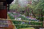野花菖蒲で田植えを知る : 塀外に作庭された裏庭