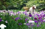 野花菖蒲で田植えを知る : 花菖蒲を手入れする造園夫