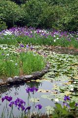青梅の思い出 : 勾玉池の花菖蒲
