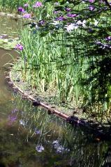 野花菖蒲で田植えを知る : 白虎池　池映りの花菖蒲