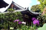 野花菖蒲で田植えを知る : 関西花の寺第13番　蓮の寺