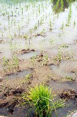 野花菖蒲で田植えを知る : 田植えのあと