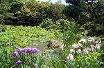 野花菖蒲で田植えを知る : 池泉回遊式浄土庭園（特別名勝）