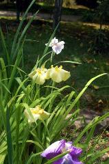 野花菖蒲で田植えを知る : 青女滝（あおめたき）傍の遺構に咲く黄菖蒲 