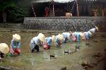 野花菖蒲で田植えを知る : 芒種/神田に早乙女