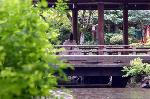 夏越祓　茅の輪くぐり : 橋殿での夏越祓式