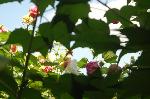 芙蓉の寺に魅せられて : 小道から見上げれば、酔芙蓉の先に青い空
