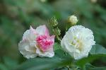 芙蓉の寺に魅せられて : 午後から徐々に薄桃色に染まりだす