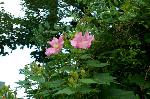 芙蓉の寺に魅せられて