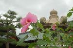 芙蓉の寺に魅せられて : ムクゲのようで、ハイビスカスのようで