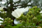 芙蓉の寺に魅せられて : 透き通るような一重の白い芙蓉