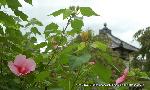 芙蓉の寺に魅せられて : 小野篁作の六臂地蔵像のある地蔵堂