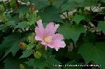 芙蓉の寺に魅せられて : 我が家では8月から咲き始めている