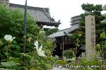 芙蓉の寺に魅せられて : 忽ち圧倒される寺名の石碑