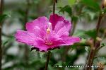 芙蓉の寺に魅せられて : 夏の茶花としても欠かせない花