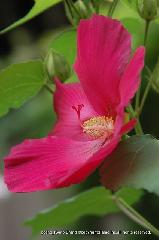 芙蓉の寺に魅せられて : この花、なぁーーに?