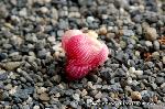 芙蓉の寺に魅せられて : 赤く咲いた花がポトリと落ちる