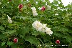 芙蓉の寺に魅せられて : 白から薄桃、紅と変化する酔芙蓉