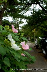 芙蓉の寺に魅せられて : 塔頭が並ぶ伽藍の通路沿い