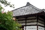 芙蓉の寺に魅せられて : 一重のピンク