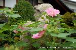 芙蓉の寺に魅せられて : だるま寺の石造りの達磨大師