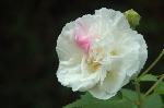 芙蓉の寺に魅せられて : 優しく可憐な花を開ける酔芙蓉