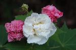 芙蓉の寺に魅せられて : 白く咲いて赤く終える酔芙蓉