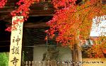 最後の紅葉あれこれ