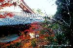 京都の秋 : 金堂から多宝塔へのわき道より