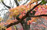 秋の物見遊山 / 岩戸落葉神社