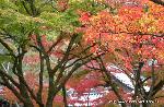 秋の物見遊山 / 岩戸落葉神社