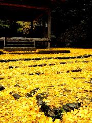 秋の物見遊山 / 岩戸落葉神社