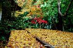 秋の物見遊山 / 岩戸落葉神社