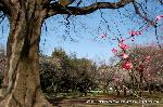 京都御苑　春一番を歩く