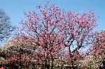 京都御苑　春一番を歩く